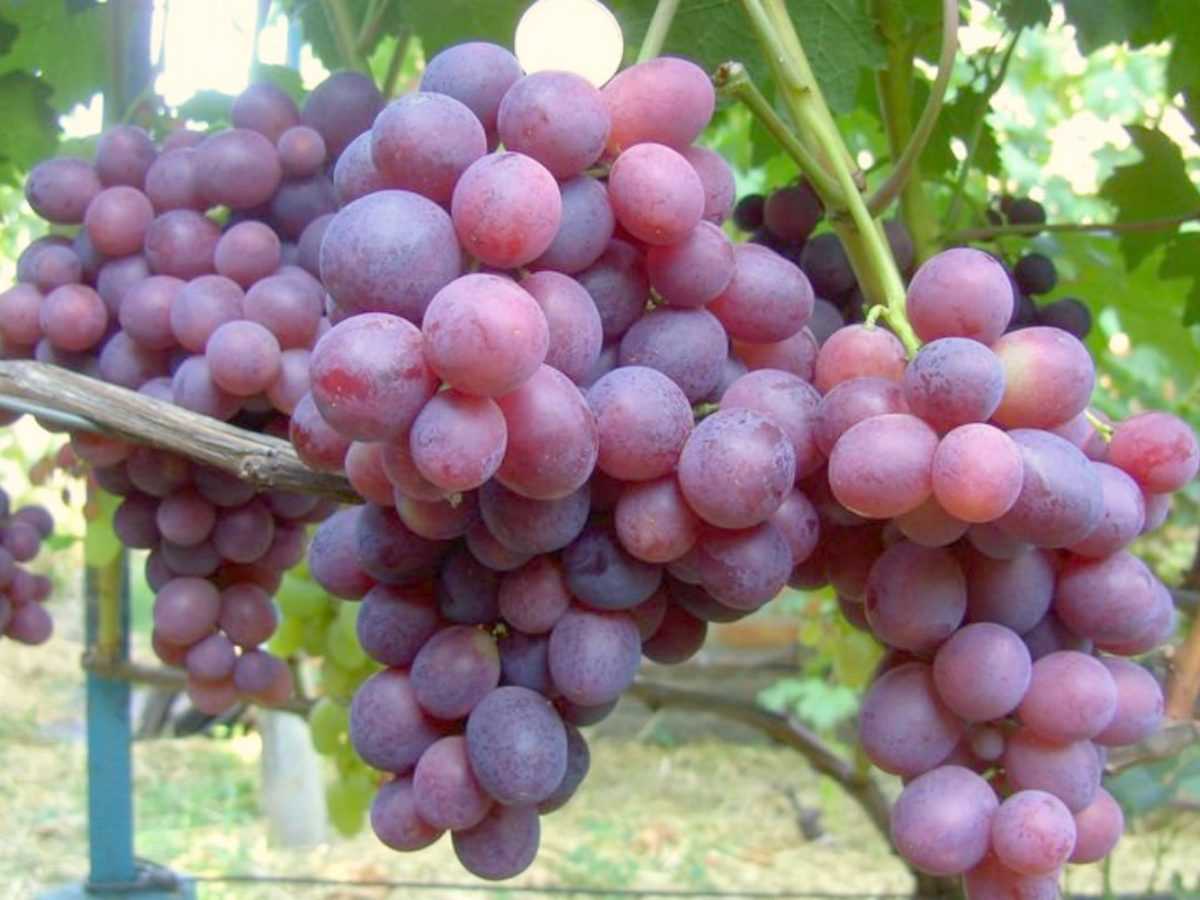 Декоративность виноградной лозы