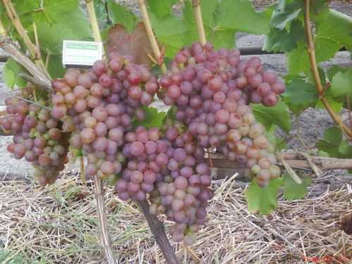 Почему сорт винограда Амирхан пользуется спросом у садоводов?