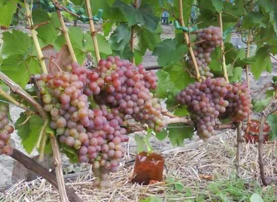 Чем хорош сорт винограда Амирхан
