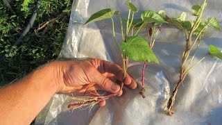 Черенкование батата – как засадить поле черенками всего из нескольких клубней?
