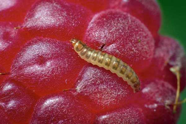 Растительные клещи: опасность для червивой малины и способы их устранения