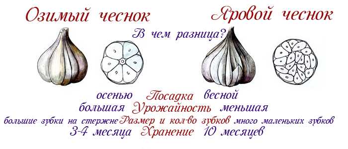 Размножение чеснока ярового: семенами или зубками?