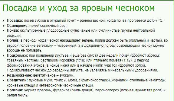 Чеснок яровой: посадка и уход на огороде