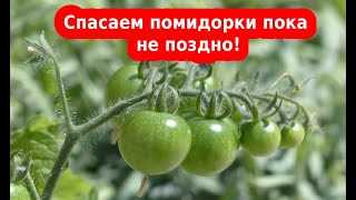 Что делать, если томаты растут в непрогретой земле, чем и как можно помочь растениям укрепиться?