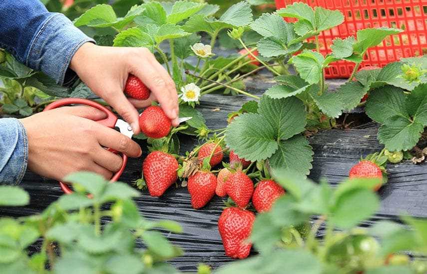 Что делать с клубникой и земляникой весной – 4 простых задачи!