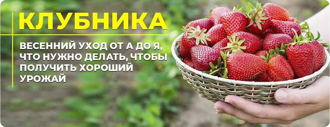 1. Очистка и рыхление почвы