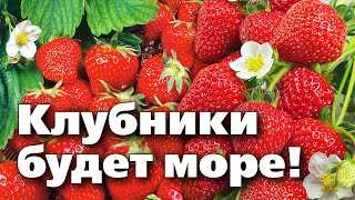 Интересные факты о клубнике и землянике