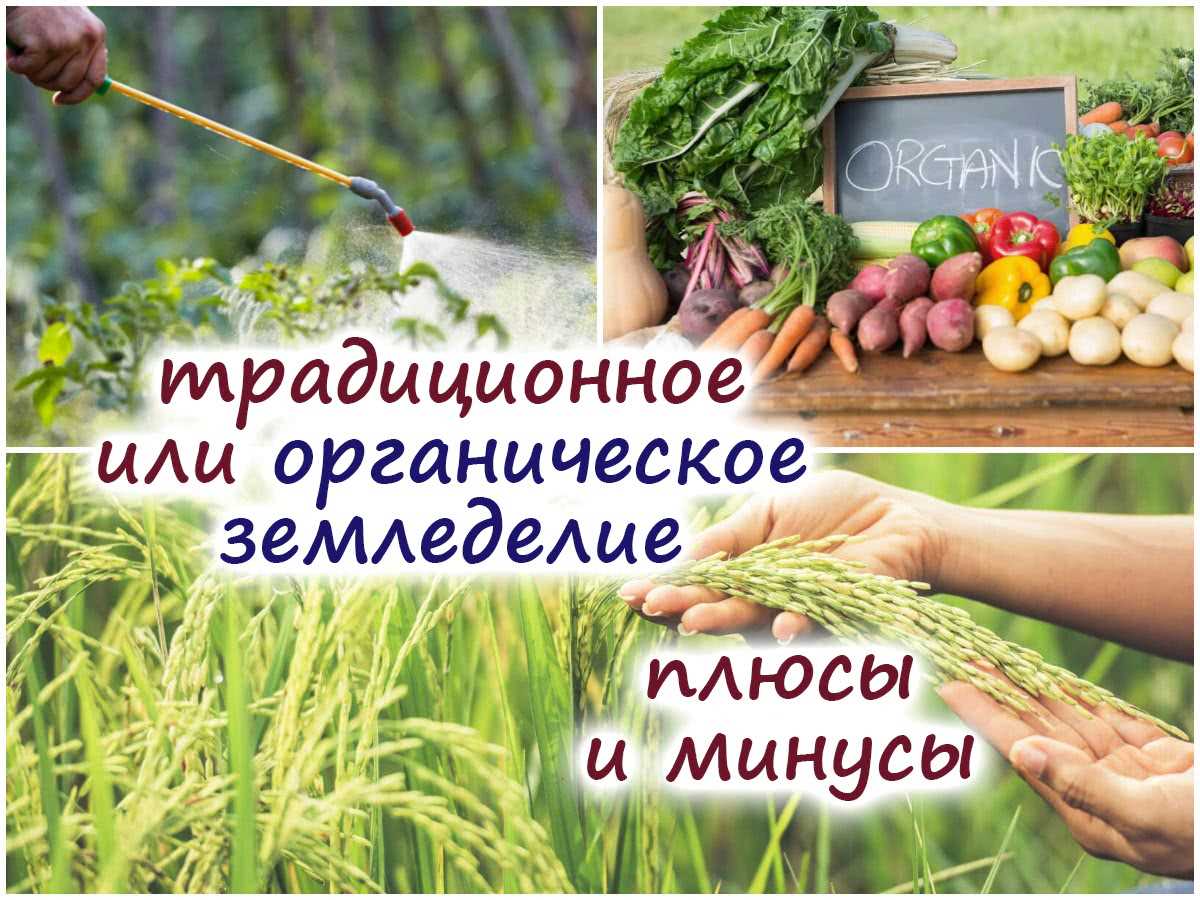 Традиционное земледелие: основные принципы и методы