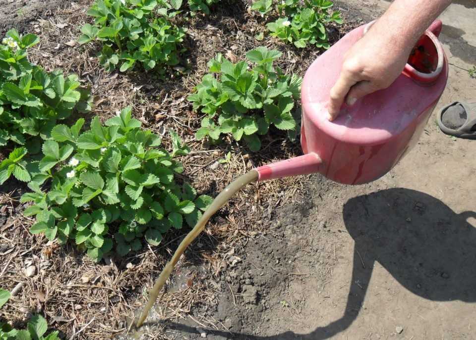 Органические удобрения для обеспечения питательной основы почвы