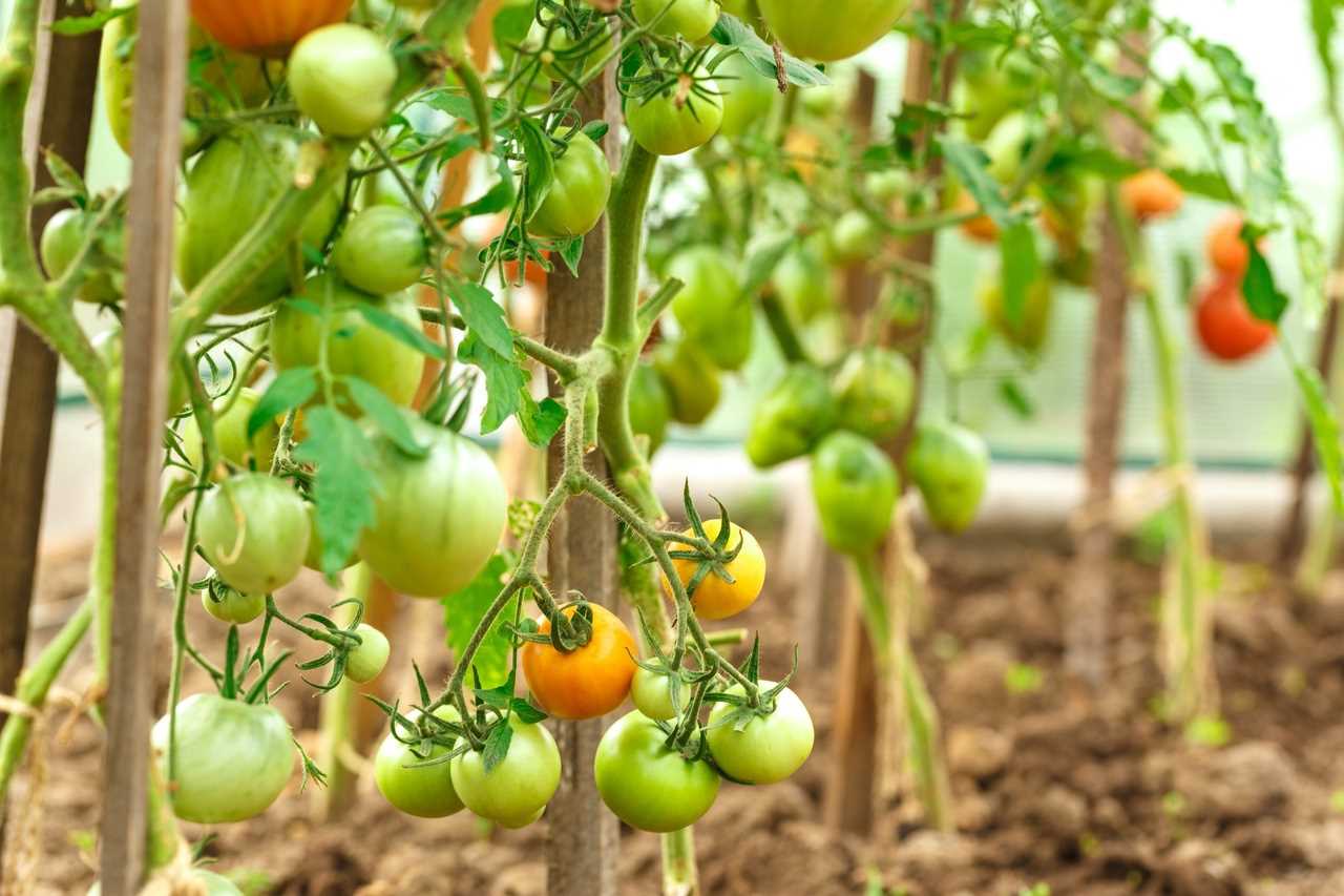 Условие 10: Повторное выращивание томатов