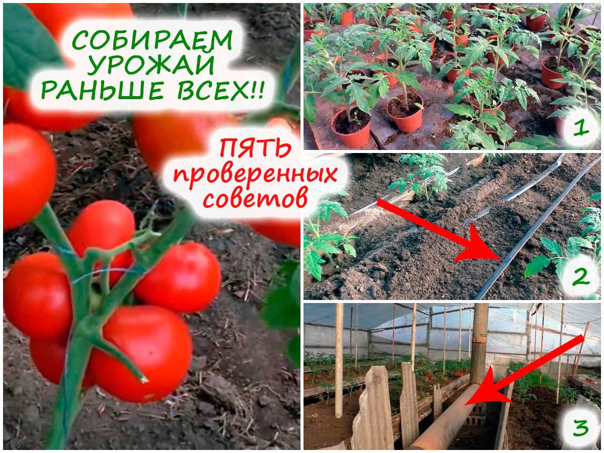 Что нужно, чтобы раньше всех собирать урожай томатов – 5 условий
