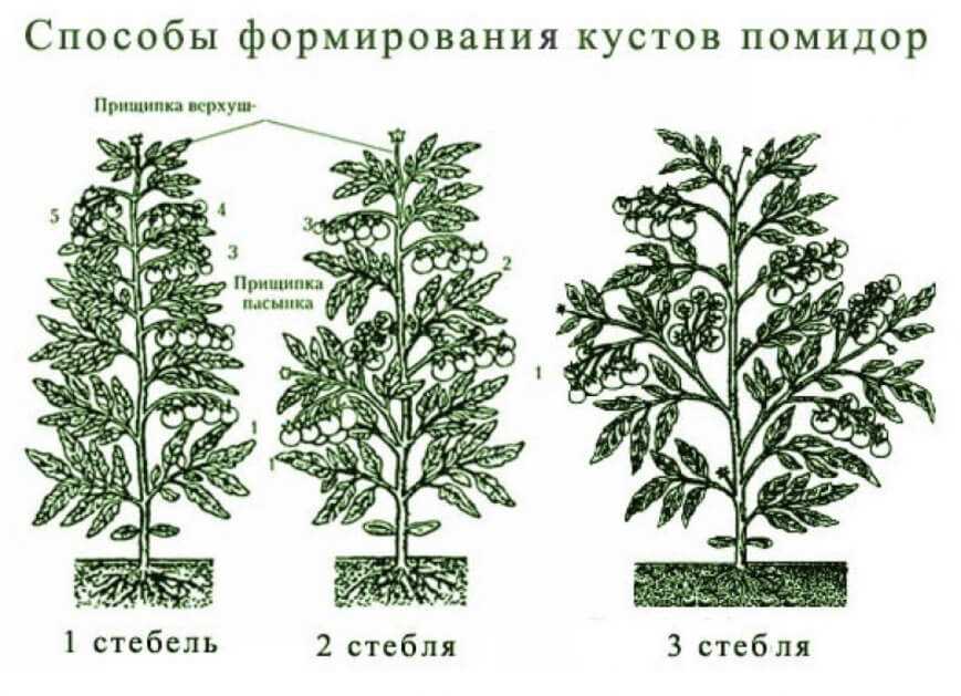 Подкормка и полив