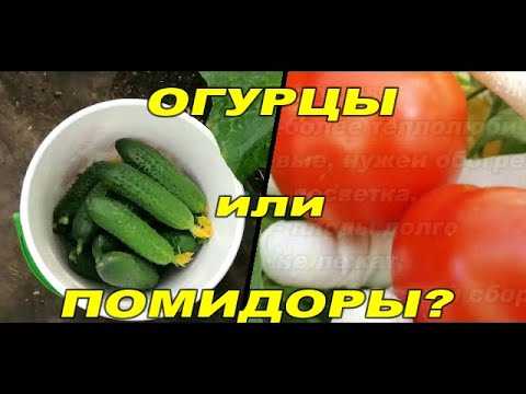 Что проще и выгодней выращивать в теплице: огурцы или томаты?