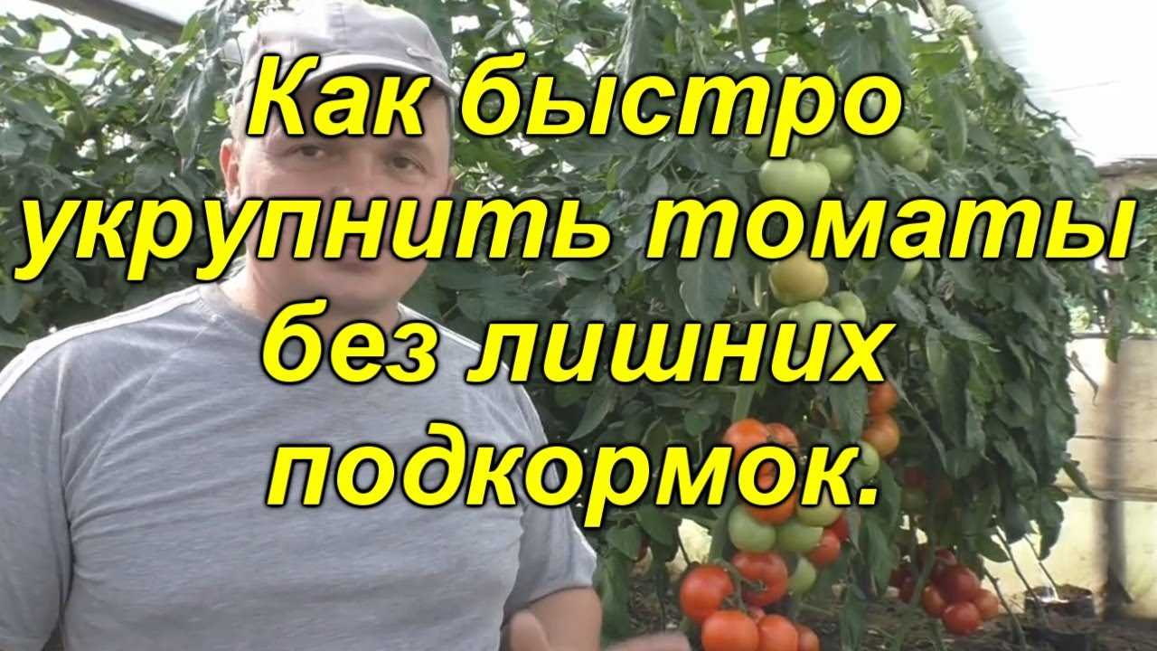 Стоимость семян и рассады