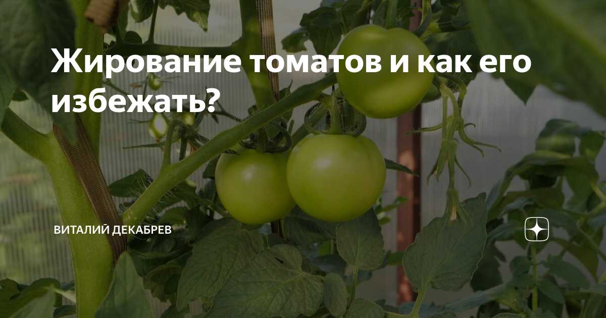 Чтобы не потерять урожай томатов – срочная помощь растениям двумя селитрами!