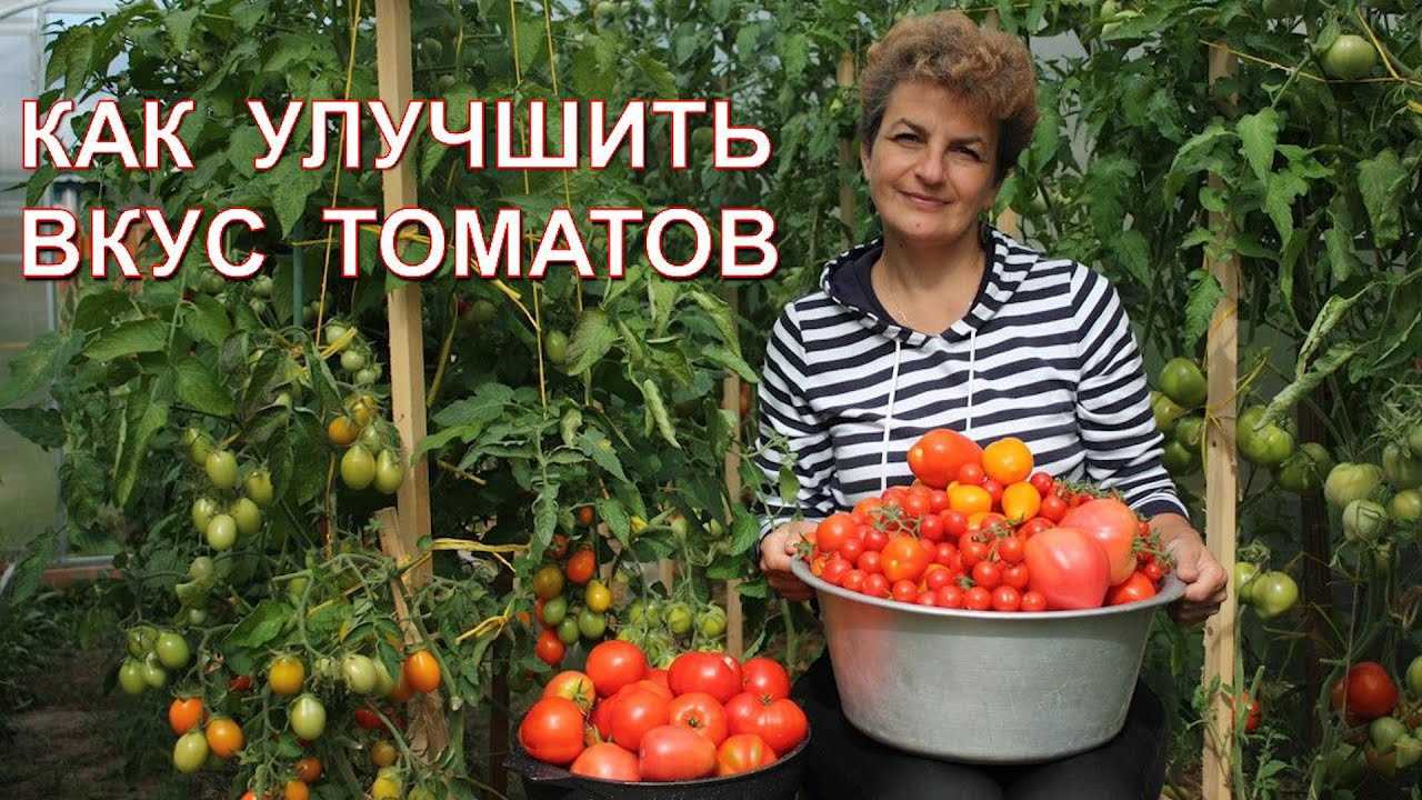 Повышение урожайности томатов