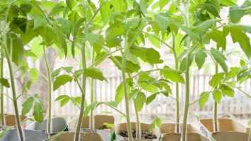 Роль рассады томата в успешном выращивании