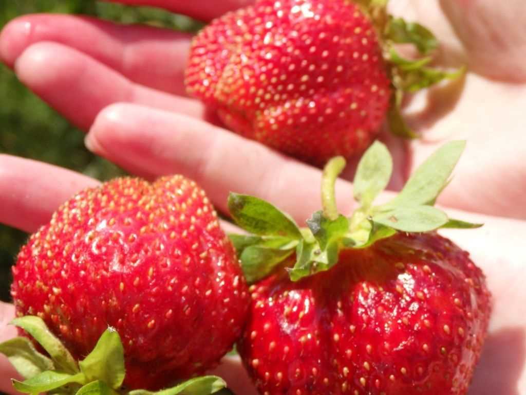 Механизмы действия органического удобрения на рост ягод клубники