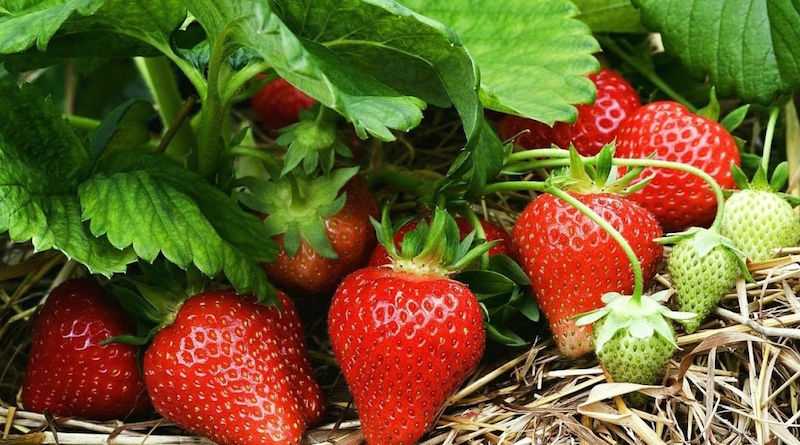 Рекомендации по применению органического удобрения для увеличения размера ягод клубники
