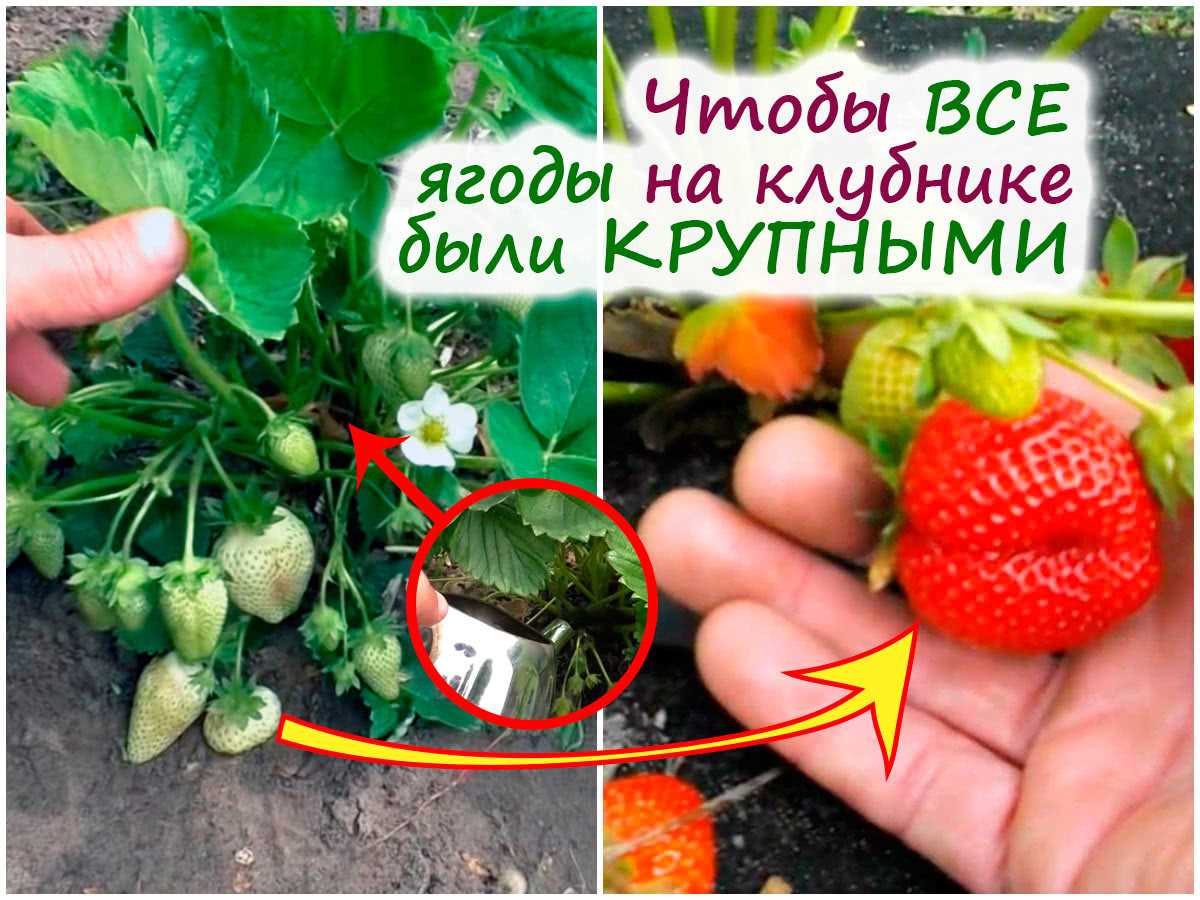 Чтобы сделать ягоды клубники крупными – какое органическое удобрение внести?