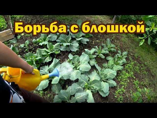 Как осуществить подкормку рассады капусты