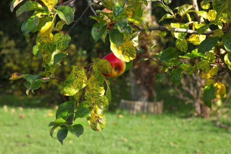 Как использовать удобрения для исправления дефицита калия у яблони