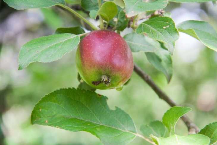 Как обеспечить достаточное количество калия в почве для яблони