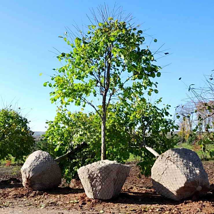 Деревья-крупномеры: преимущества и особенности посадки на загородном участке