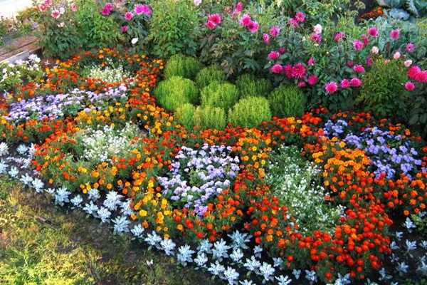 Цветочные наслаждения: долгоцветущие однолетники для летнего сада
