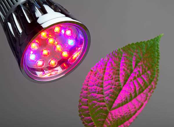 Как выбрать светодиодную ленту для досветки рассады