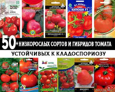 Гибридные сорта томатов