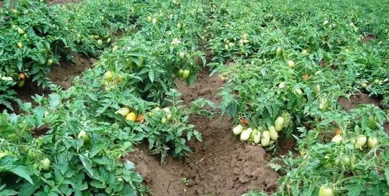 Устойчивые гибриды томатов