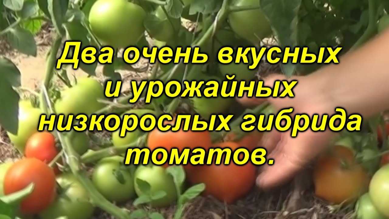 Два очень вкусных гибрида томатов для открытого грунта + устойчивые к болезням