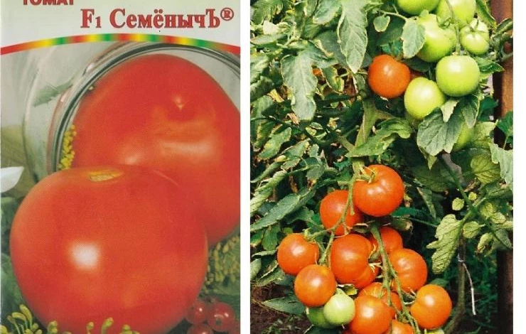 Гибриды томатов для открытого грунта
