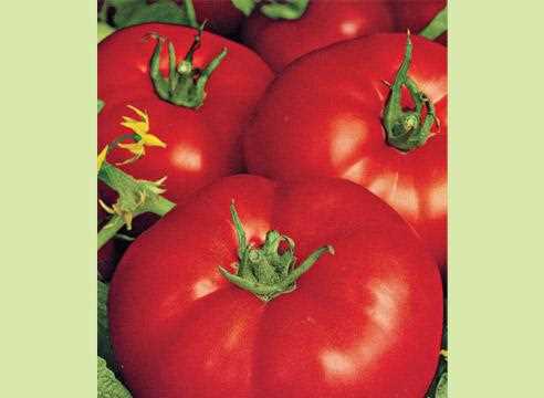 dva ochen vkusnix gibrida tomatov dlya otkritogo gr hr6wa487
