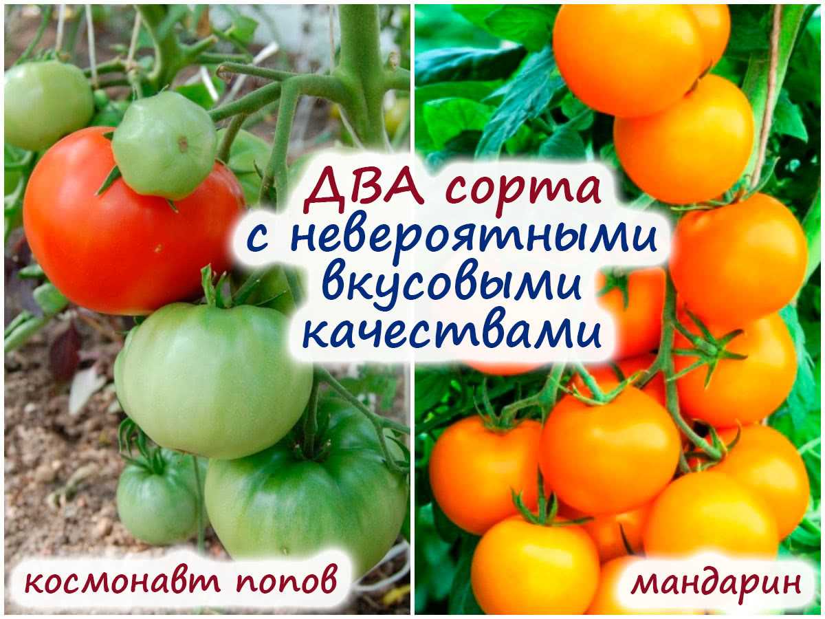 Два проверенных временем сорта томата, которые все захотят посадить – просто эталоны вкуса!