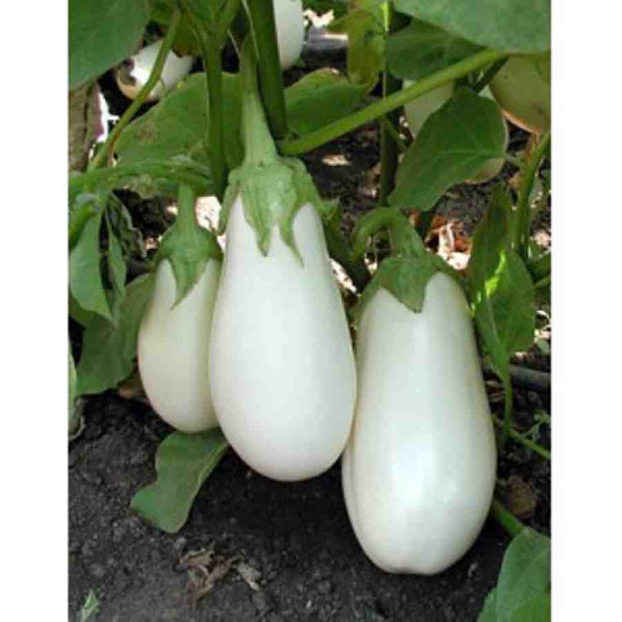 Два самых урожайных сорта белых баклажанов и их особенности