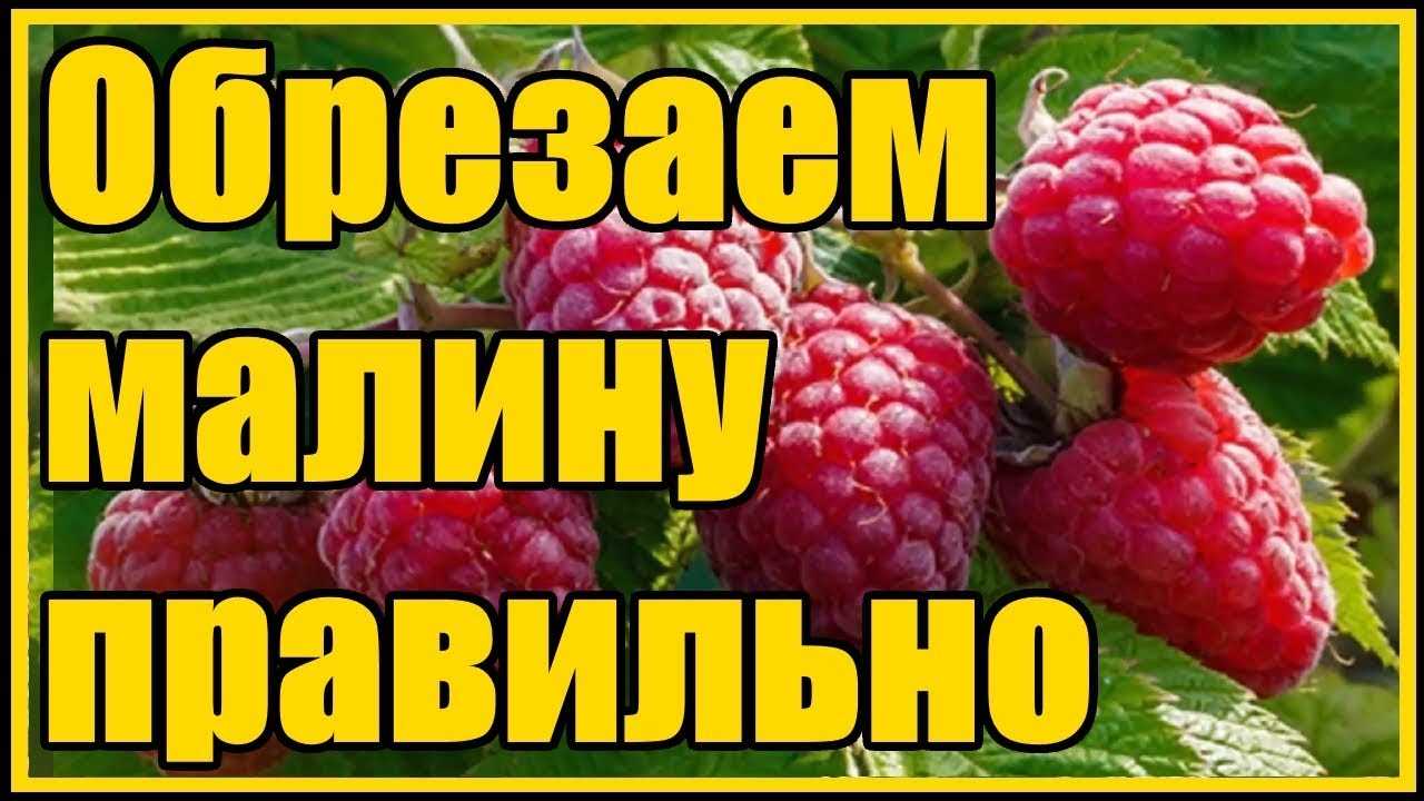 Два способа обрезки ремонтантной малины – для получения одного или двух урожаев в год