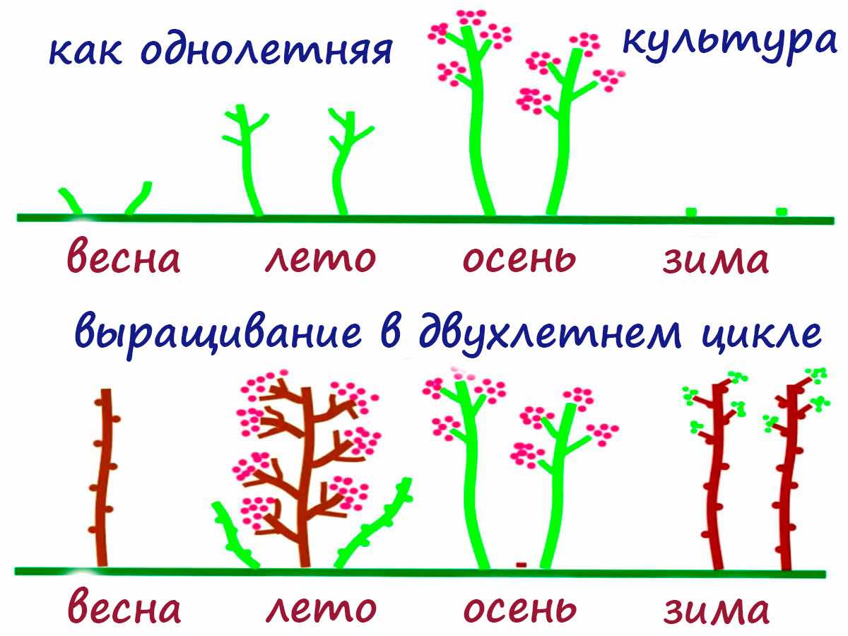 Разновидности ремонтантной малины