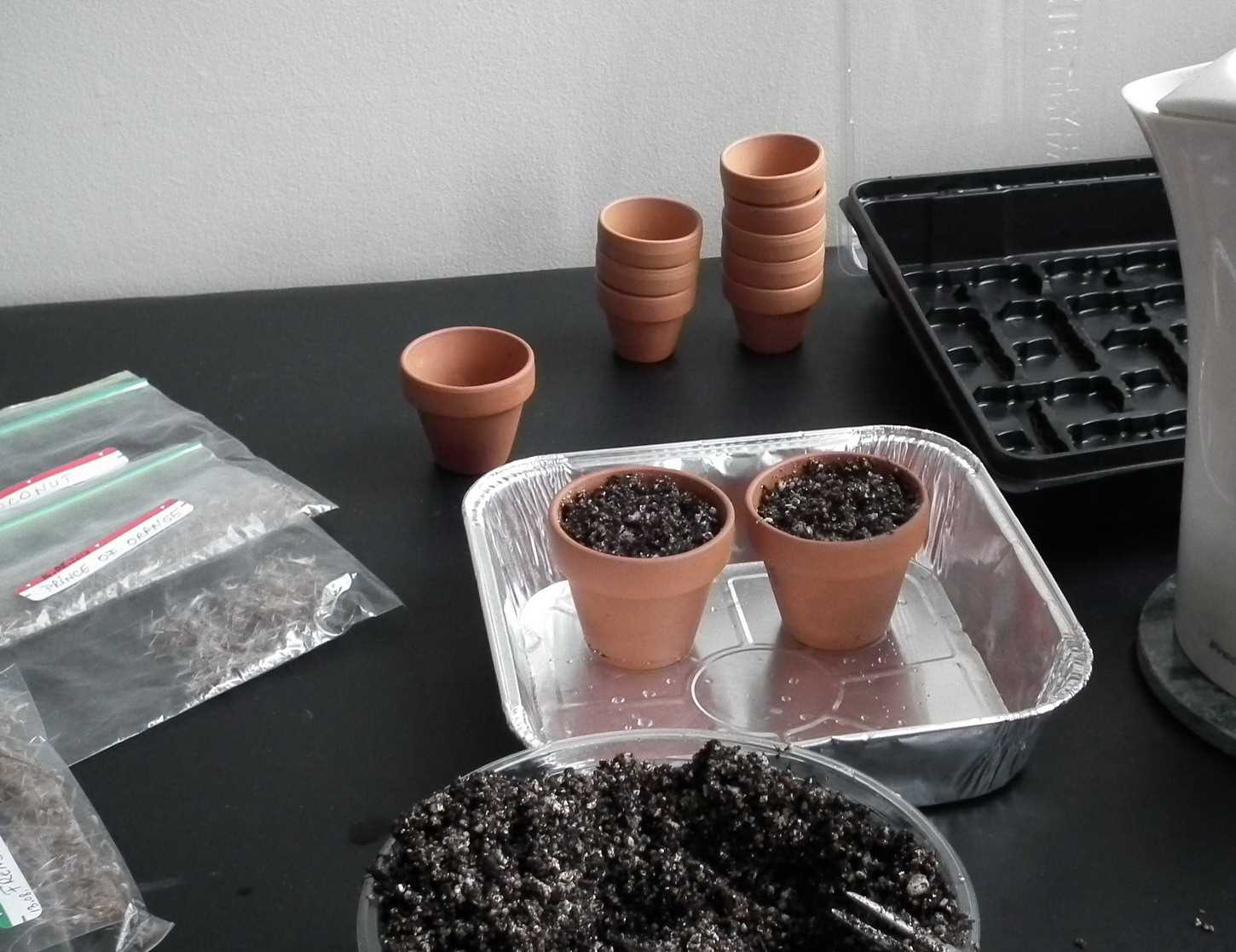 Как посадить герань семенами