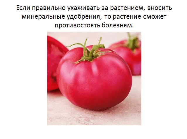 Выбор сортов томата