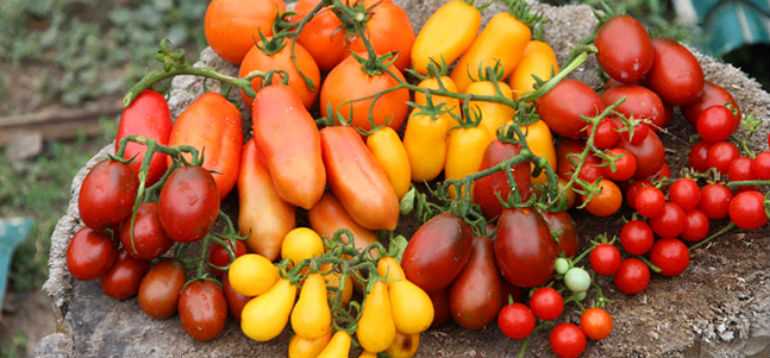 ДВА урожайных сорта томата – получится ли собрать 15 килограммов с куста?