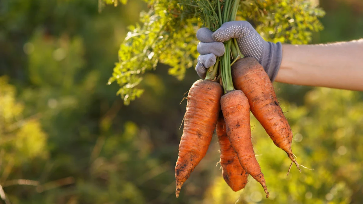 Уход за морковью после осеннего посева