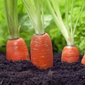 Подготовка грядки к осеннему посеву моркови