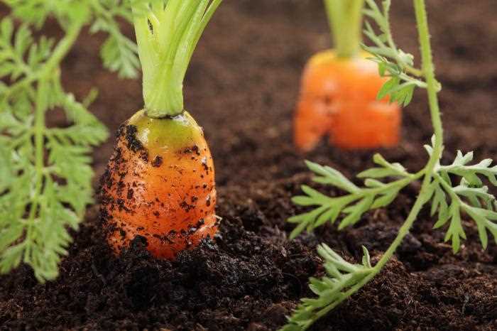 Особенности посева моркови в осенний период