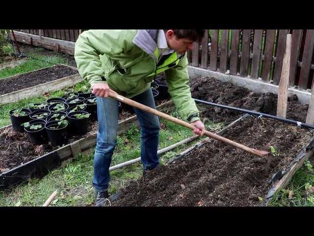 Как подготовить почву перед осенним посевом моркови