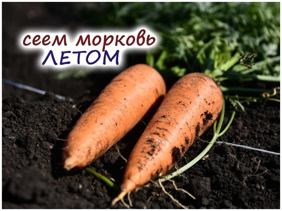 ДВА важных условия для посева моркови осенью – выбор сорта и подготовка грядки!