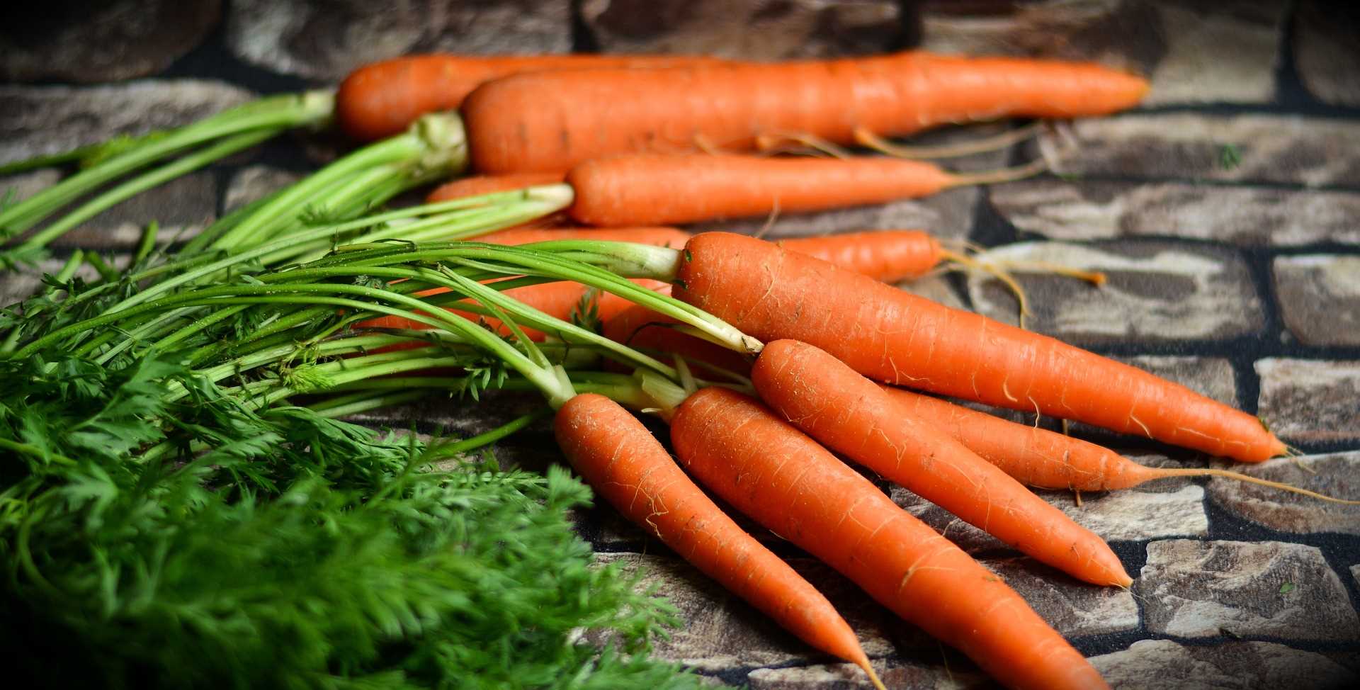 Почему осенний посев моркови имеет свои преимущества