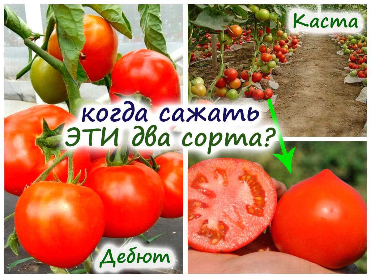 Посев низкорослых томатов в южных регионах