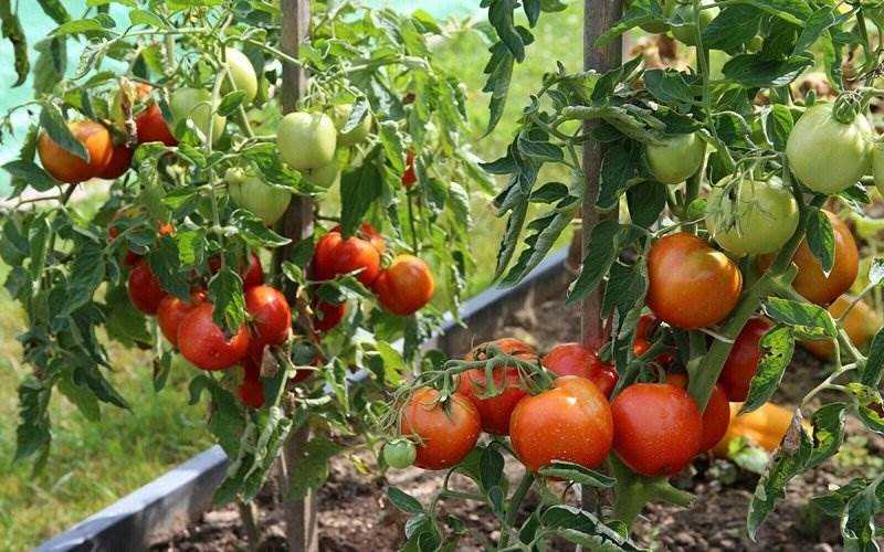 Два вкусных сорта низкорослых томатов – как рассчитать даты посева для любого региона?